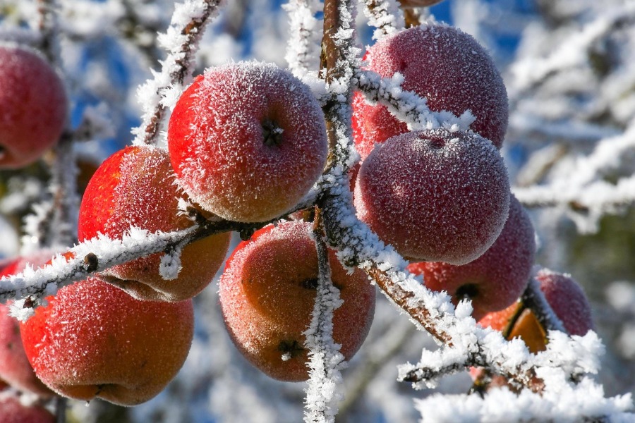 fructe inghetate
