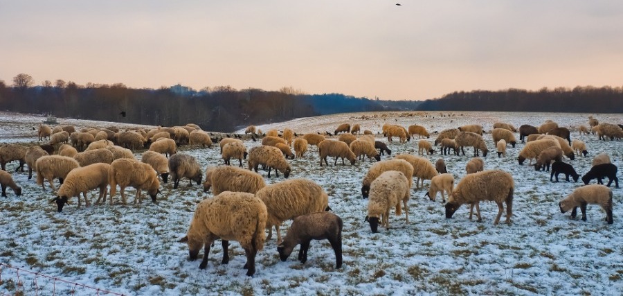 pastorit conform calendarului fermierului decembrie