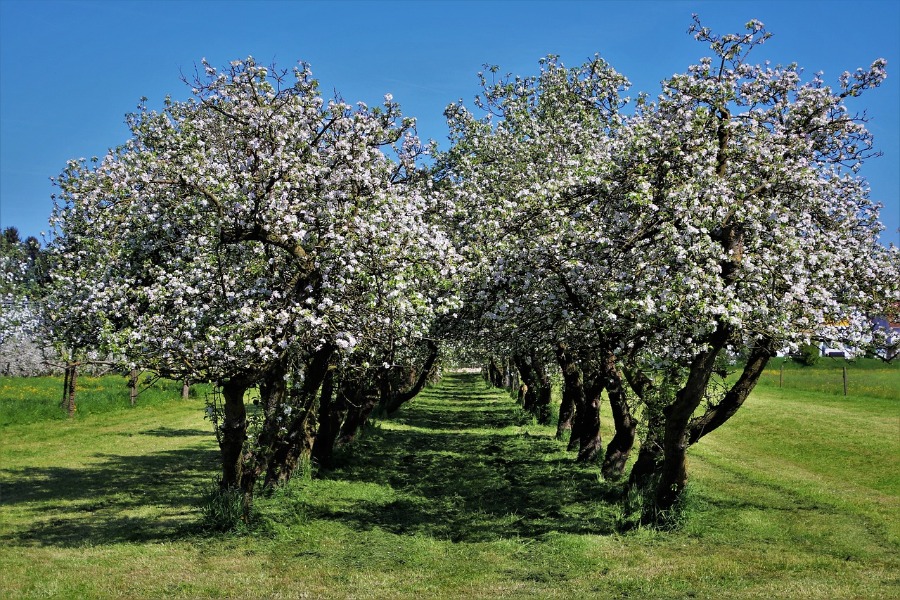 lucrari agricole din mai