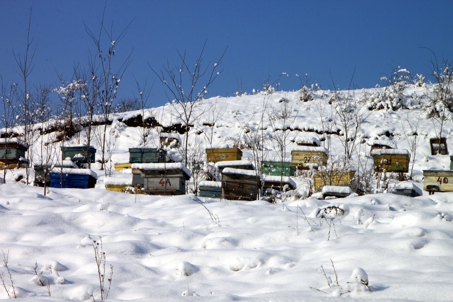stupi albine decembrie