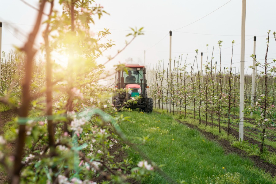 tractor mergand prin plantatie