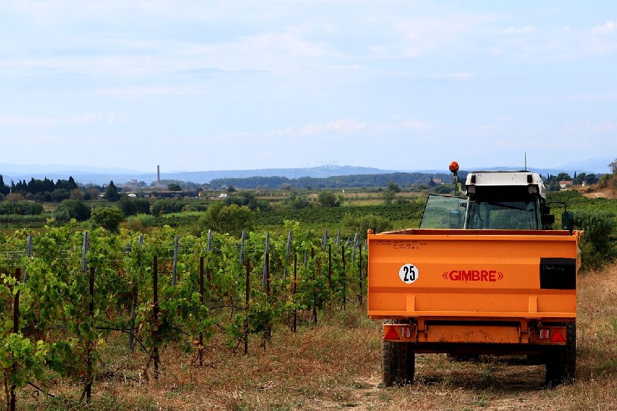 culegerea strugurilor cu un tractor cu remorca