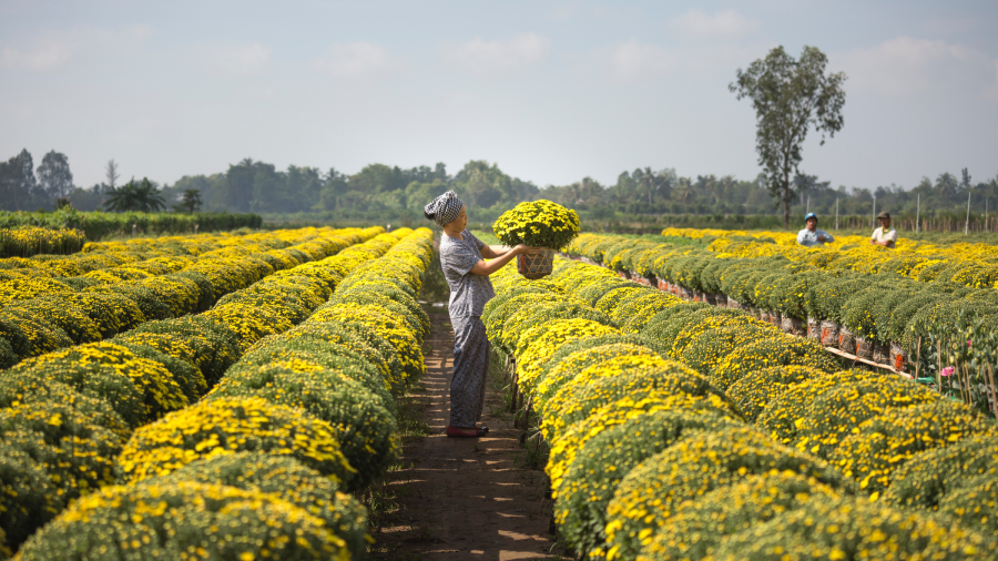 angajati agricultura